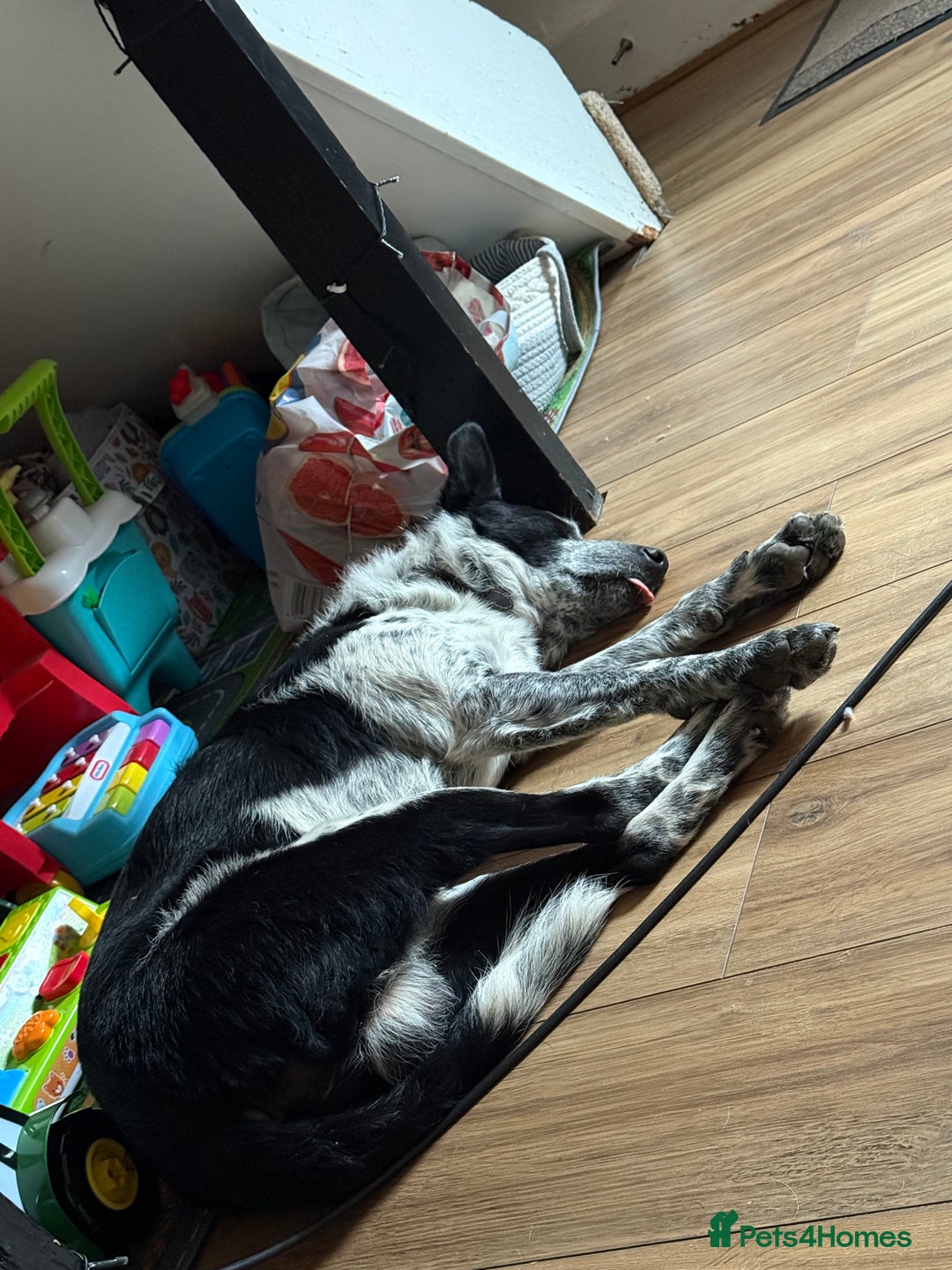 Border Collie dogs for sale: Jack  - Image 2