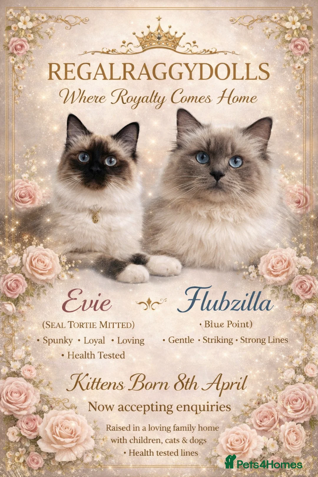 Ragdoll cats for sale: Health Tested Ragdoll Babies - Advert 1