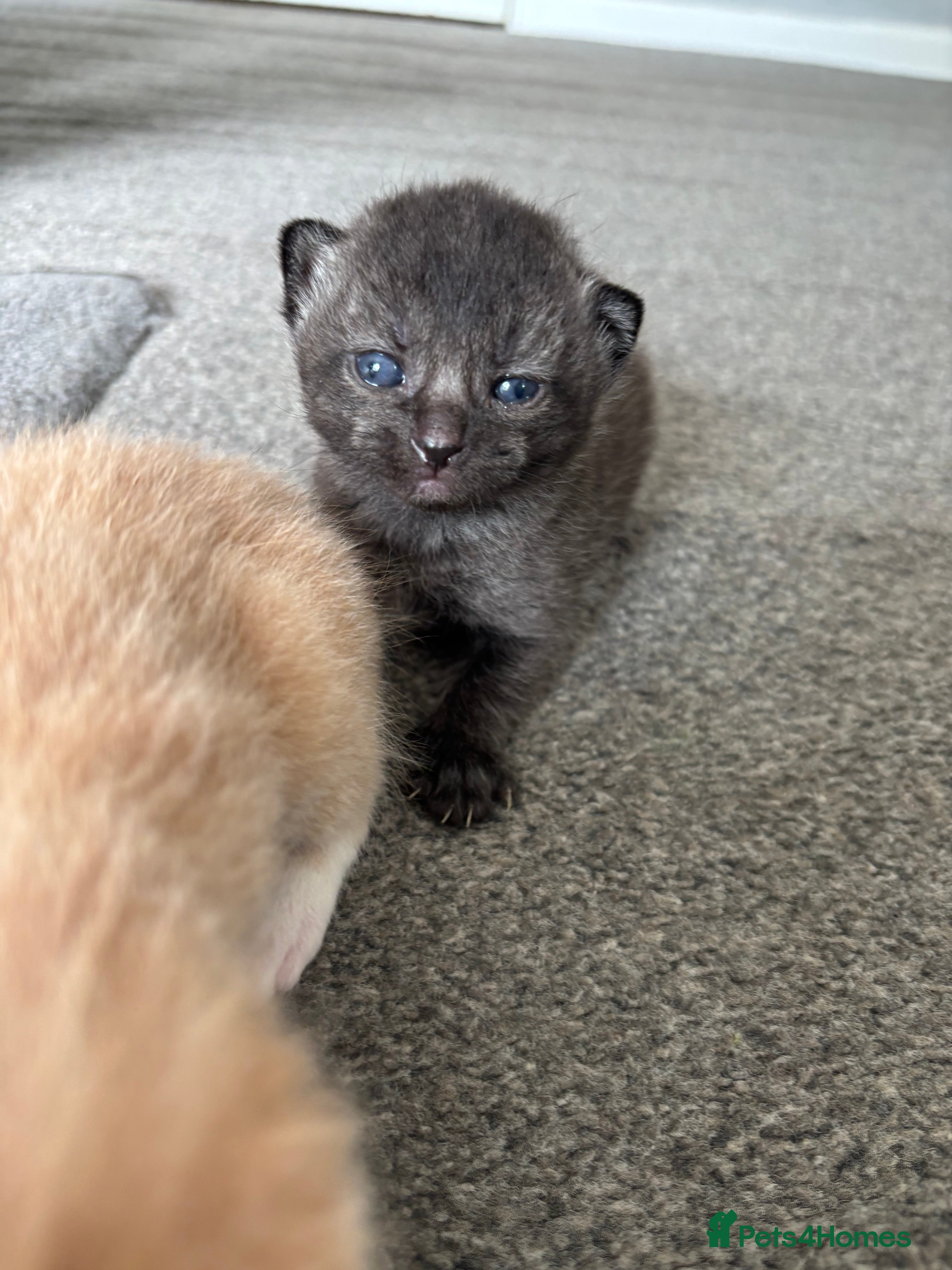 Mixed Breed cats for sale: 5 beautiful kittens for sale!  - Advert 12