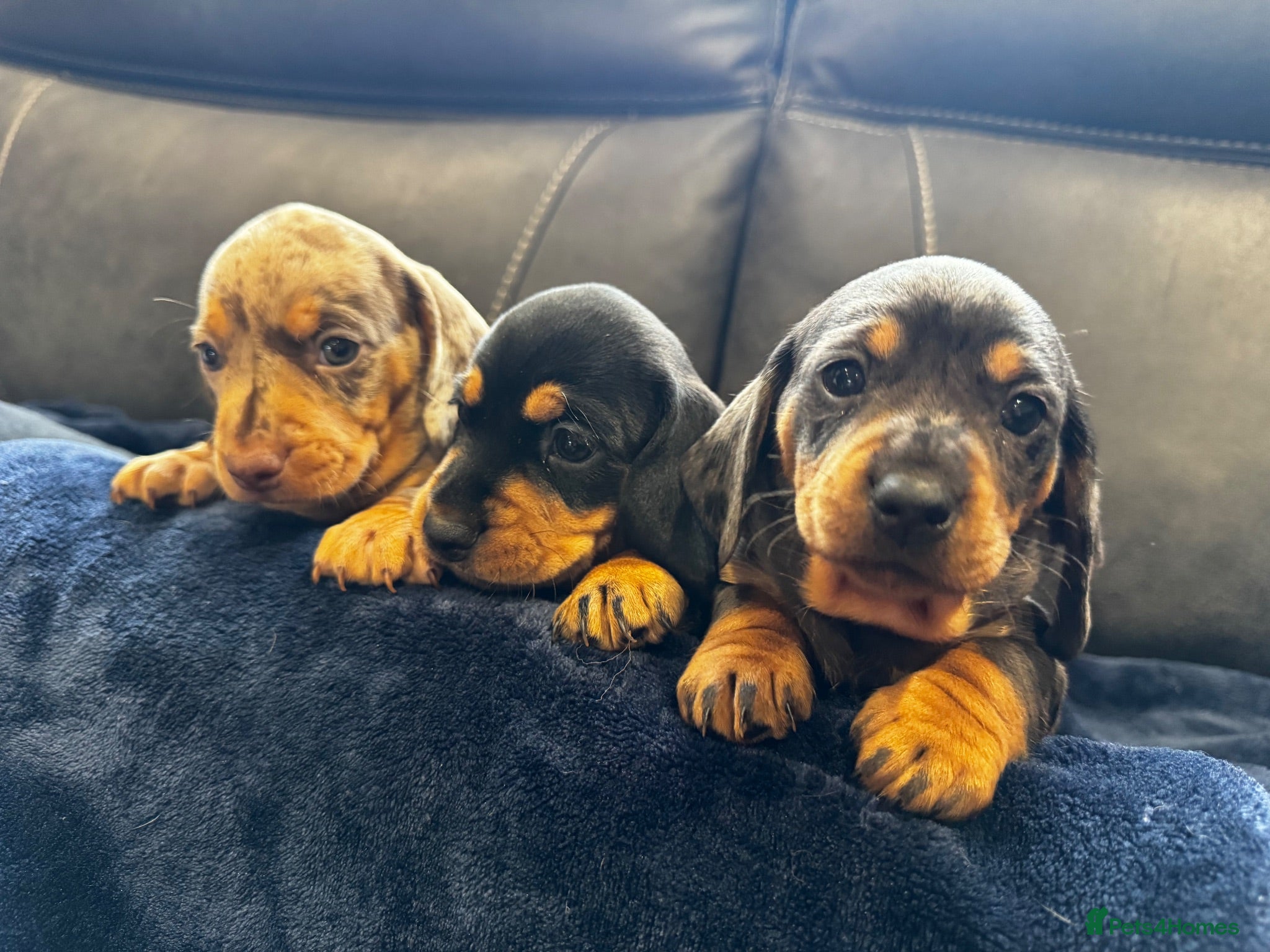 Dachshund dogs Stunning Standard Datchhound puppies    - Advert 1