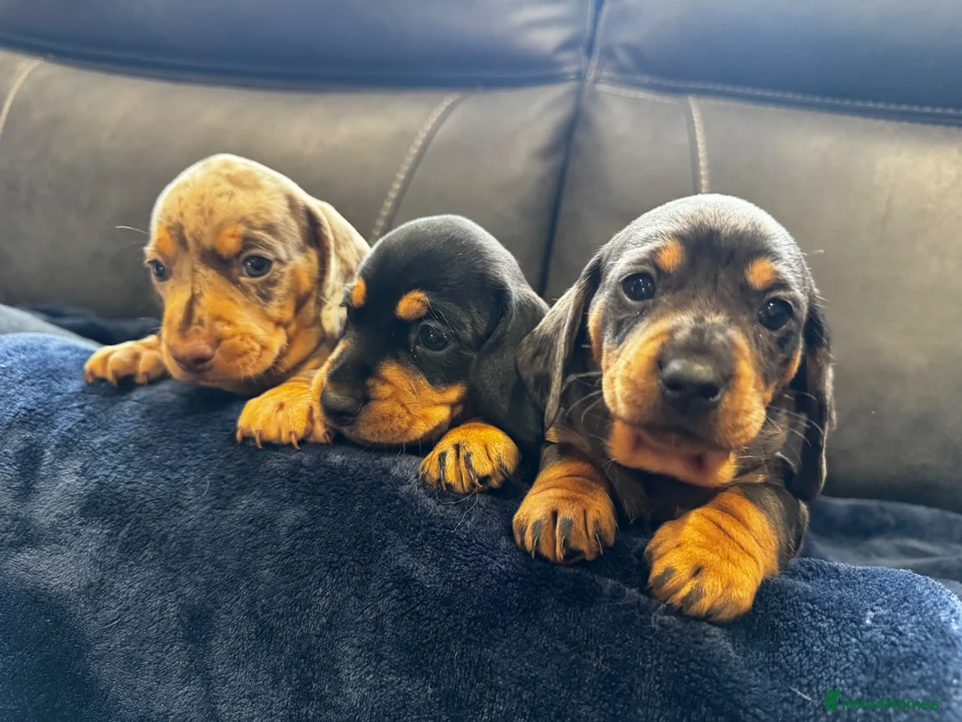 Dachshund dogs for sale: Stunning Standard Datchhound puppies    in Carmarthen - Advert 1