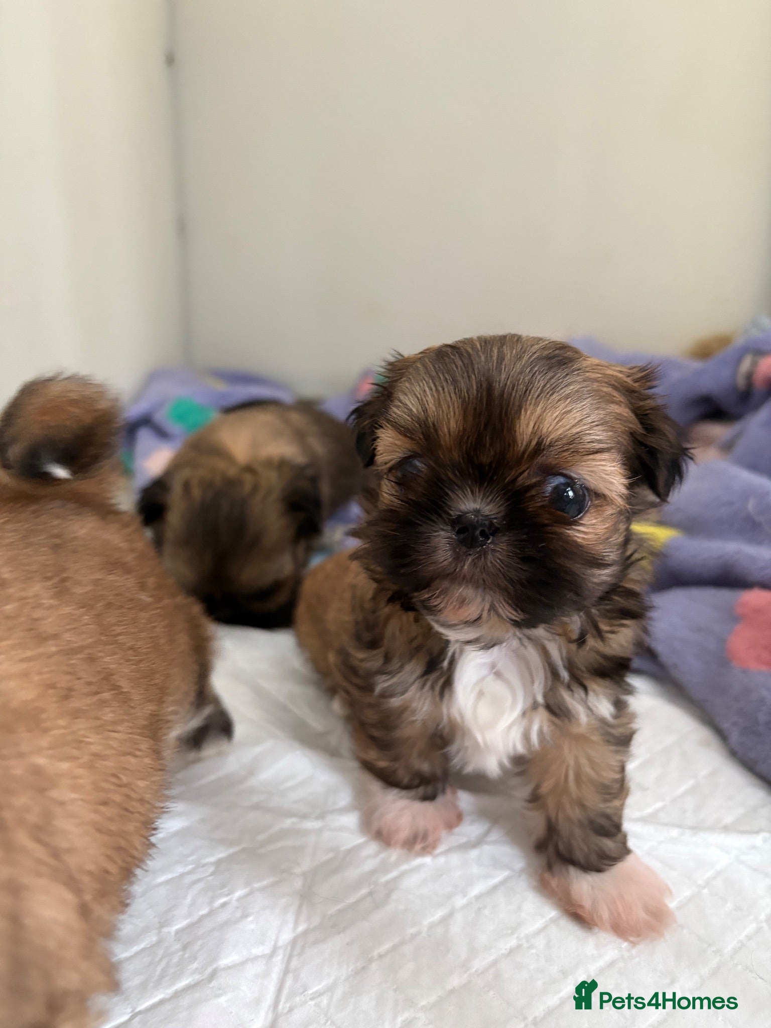 Shih Tzu dogs Stunning litter colours 😍 Imperial Shihzu babies  - Advert 1