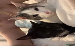 British Longhair cats for sale: 2 black and white kitten - Image 8