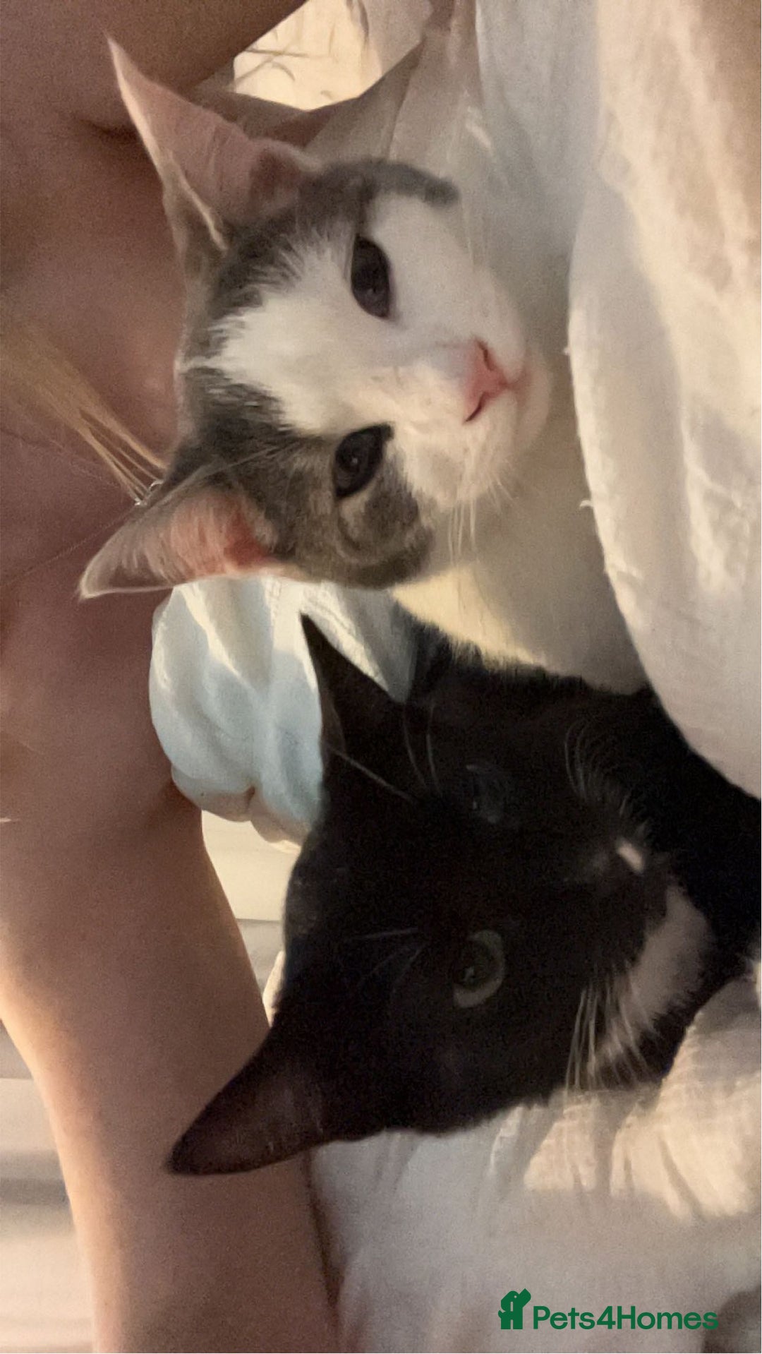 British Longhair cats for sale: 2 black and white kitten - Image 8