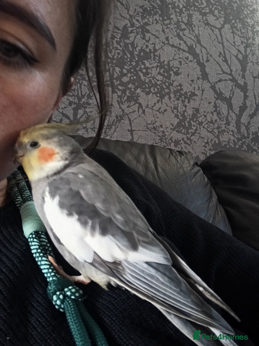 Cockatiels birds for sale: 💛 Pair of Cockatiels. Butters & Bagel 💛 - Image 13