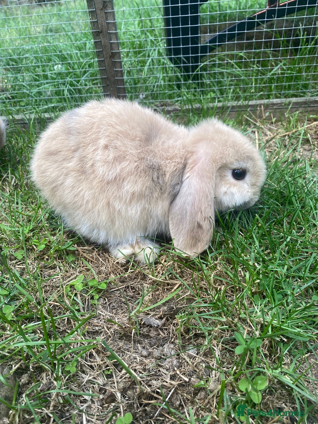 Mini Lop rabbits for sale: 1 female two males - Image 2
