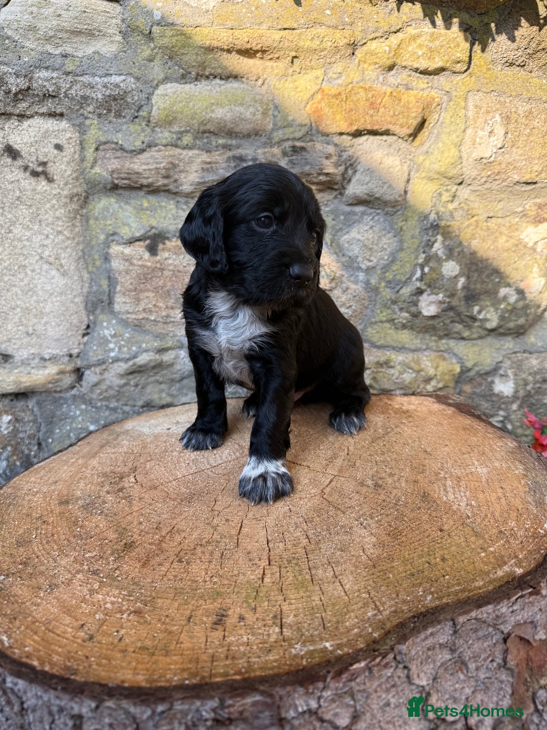Cocker Spaniel dogs for sale: FTW Sired KC Reg Working Cocker Spaniel Puppies in Stocksfield - Image 6