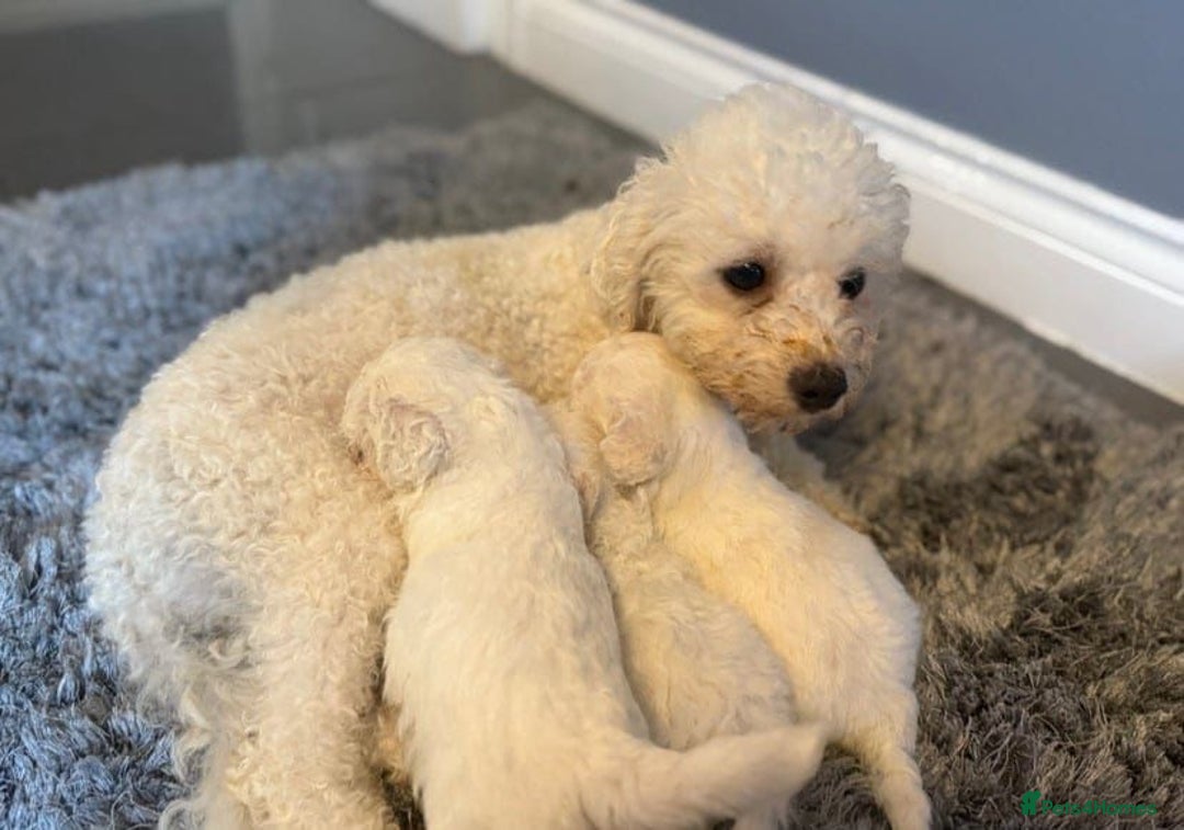 Bichon Frise dogs for sale: Beautiful bichon frise puppies  - Advert 3