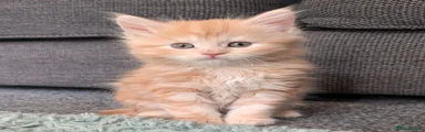 Maine Coon 1