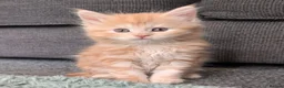 Maine Coon cats for sale: Three rare ginger and white Maine Coon females  - Advert 1