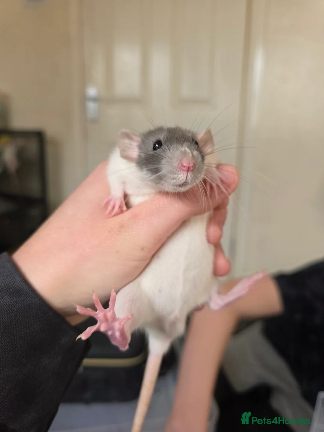 Rat rodents for sale: Baby Dumbo Rats - Handtame - Advert 2
