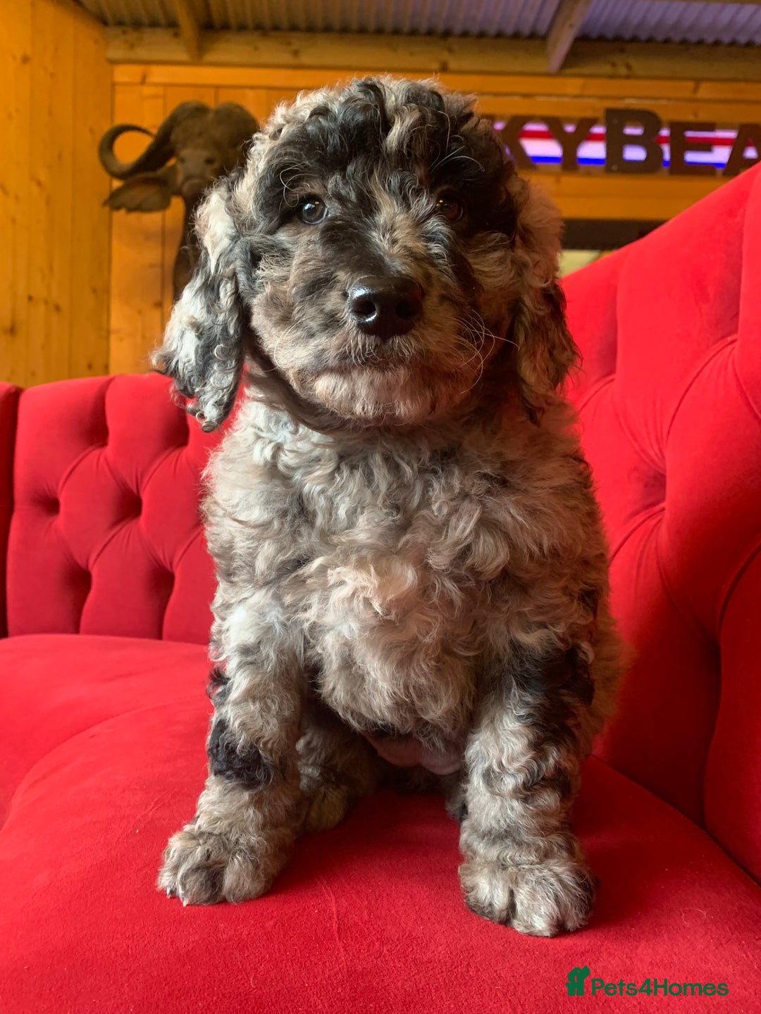 Bernedoodle dogs for sale: F1b Standard Bernedoodle  - Advert 11