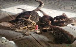 Mixed Breed cats for sale: Beautiful kittens  - Image 40