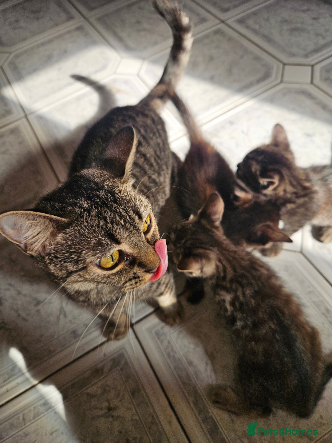 Mixed Breed cats for sale: Beautiful kittens  - Image 40