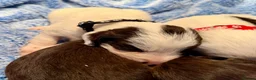 Sproodle dogs for sale: Sproodle puppies from experienced, licensed breedr - Advert 20