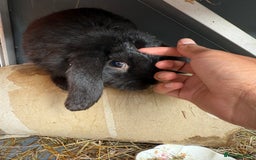 French Lop rabbits for sale: Mini lops male - Image 6