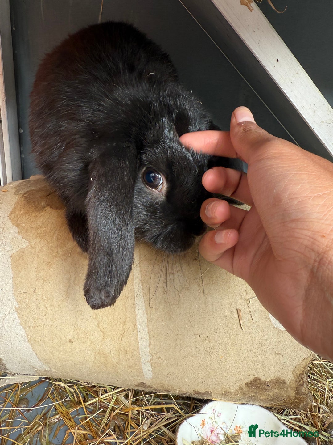 French Lop rabbits for sale: Mini lops male - Image 6