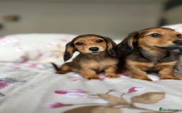 Dachshund dogs for sale: Kc . Reg. miniature longhair dachshund puppies  - Image 8