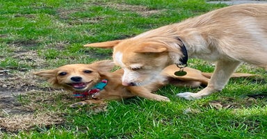 Mixed Breed dogs - Advert 3