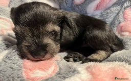 Miniature Schnauzer dogs for sale: Beautiful KC miniature Schnauzers  - Advert 27