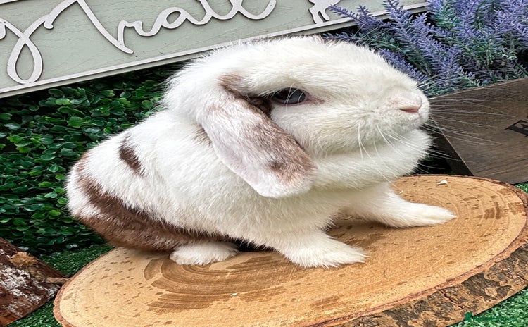 Mini Lop rabbits - Advert 1