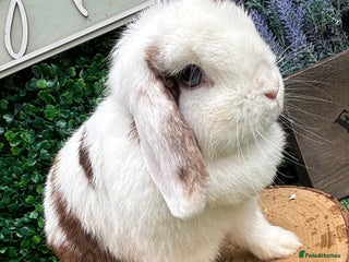 Mini Lop rabbits - Advert 18