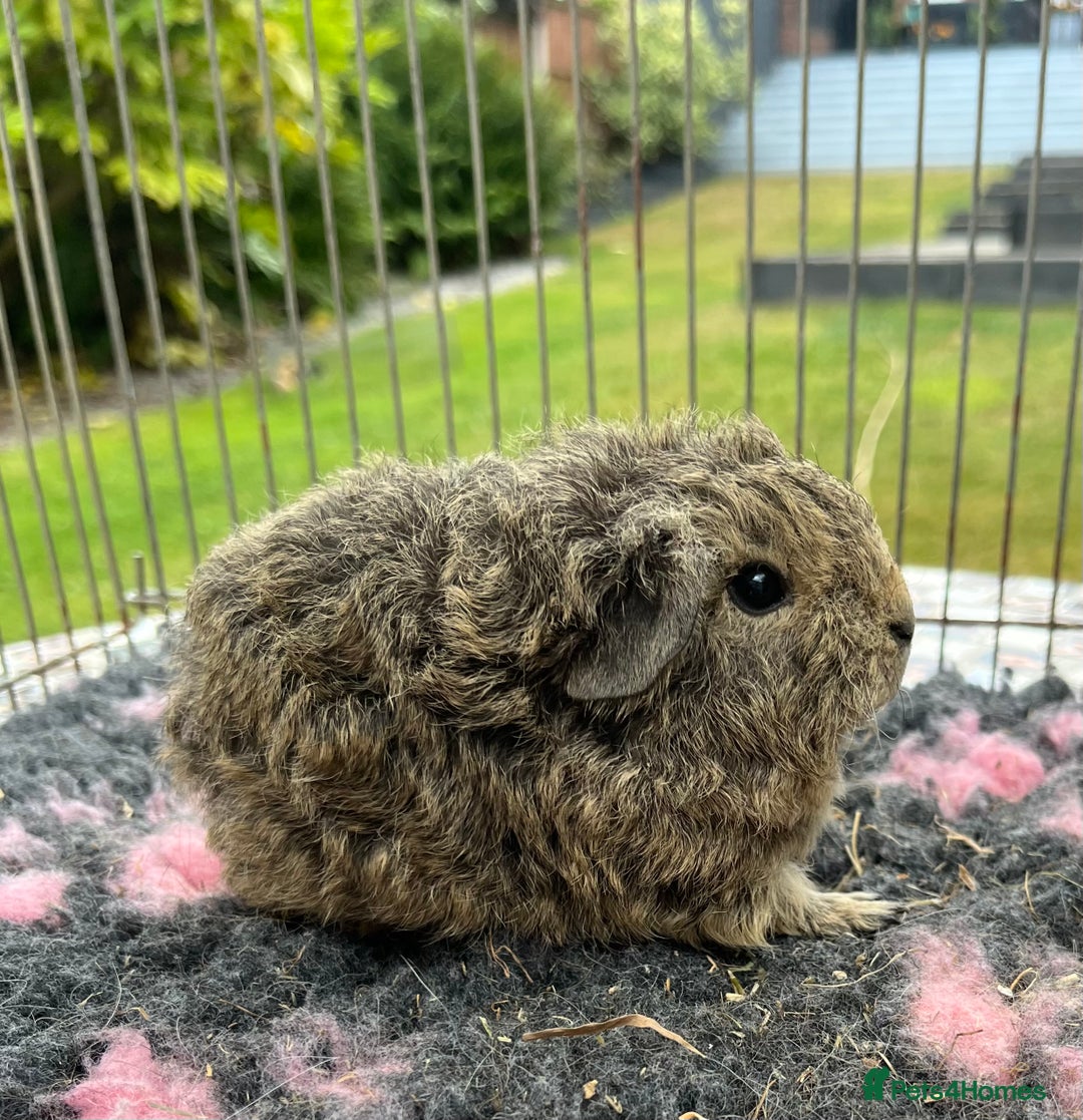 Guinea Pig rodents for sale: Texel, Sheltie, Merino guinea pigs.  - Image 4