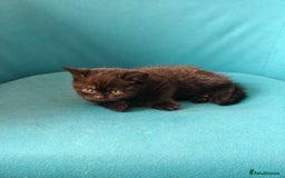 Scottish Fold cats for sale: 4 lovely kittens looking for new family  - Image 9