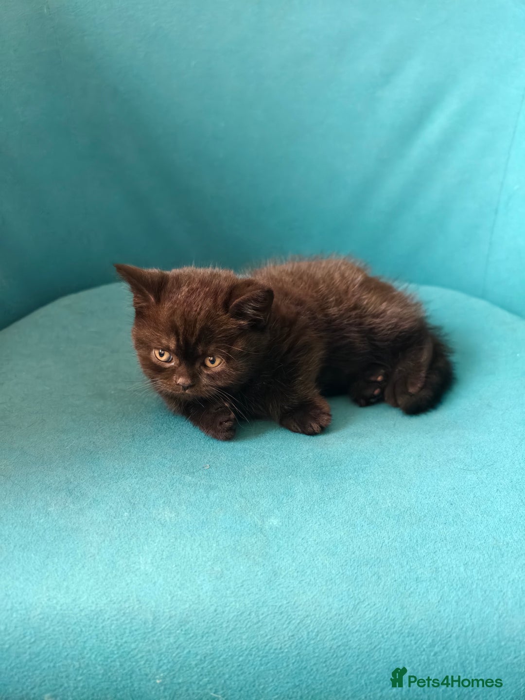 Scottish Fold cats for sale: 4 lovely kittens looking for new family  - Image 9