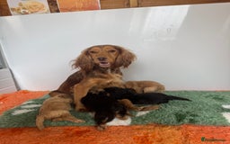 Cockapoo dogs for sale: F1 Cockapoos puppies (council licensed breeder) - Image 23