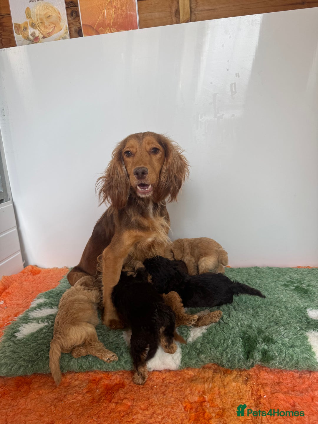 Cockapoo dogs for sale: F1 Cockapoos puppies (council licensed breeder) - Image 23