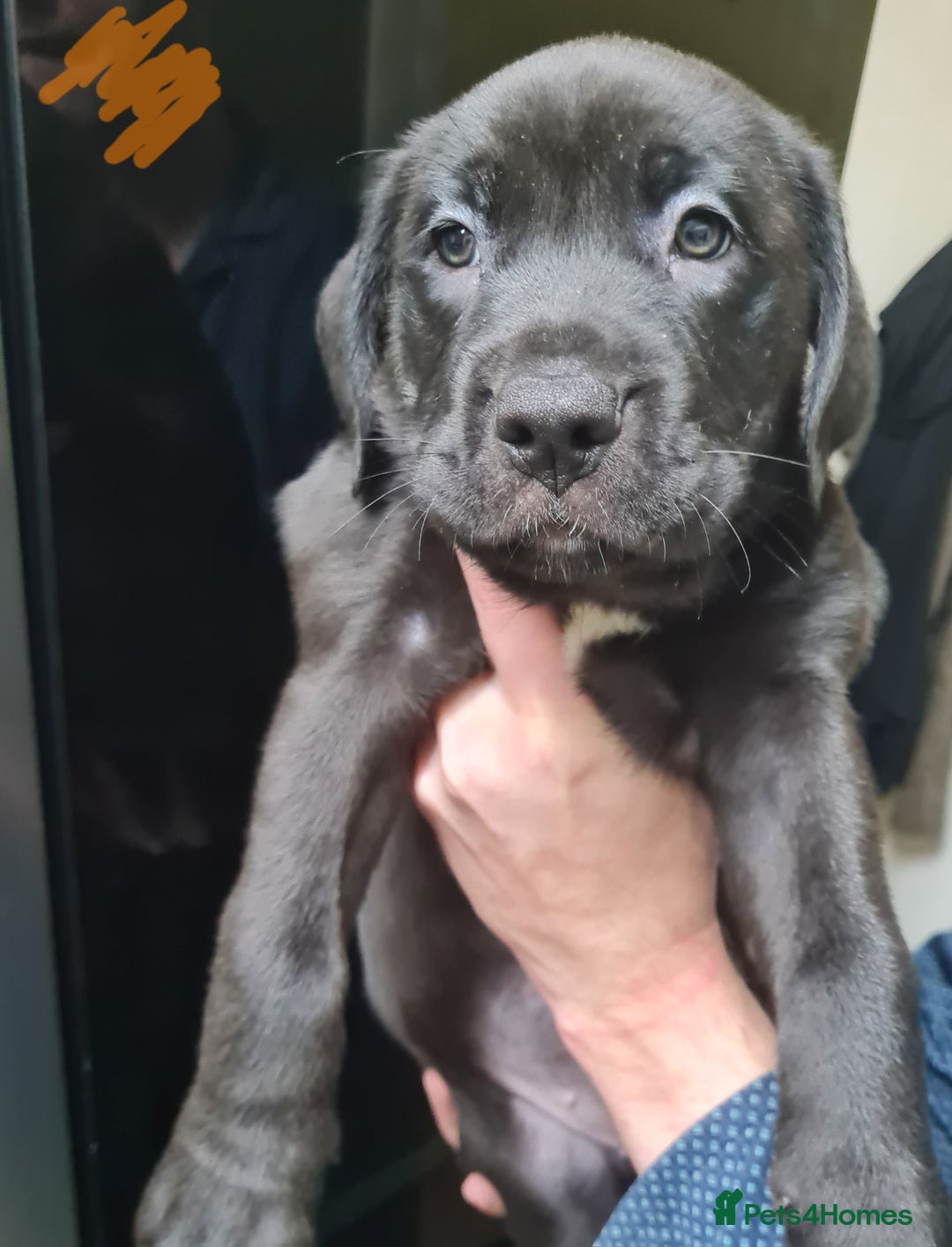 Mixed Breed dogs for sale: Presa canario - Advert 7