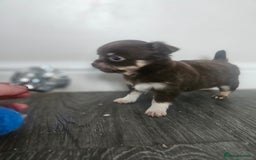 Chihuahua dogs for sale: Beautiful Chihuahua pups - Image 2