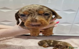 Miniature Dachshund dogs for sale: Only 4 left! Adorable Mini Dachshund Puppies 🐾🐶 - Image 10