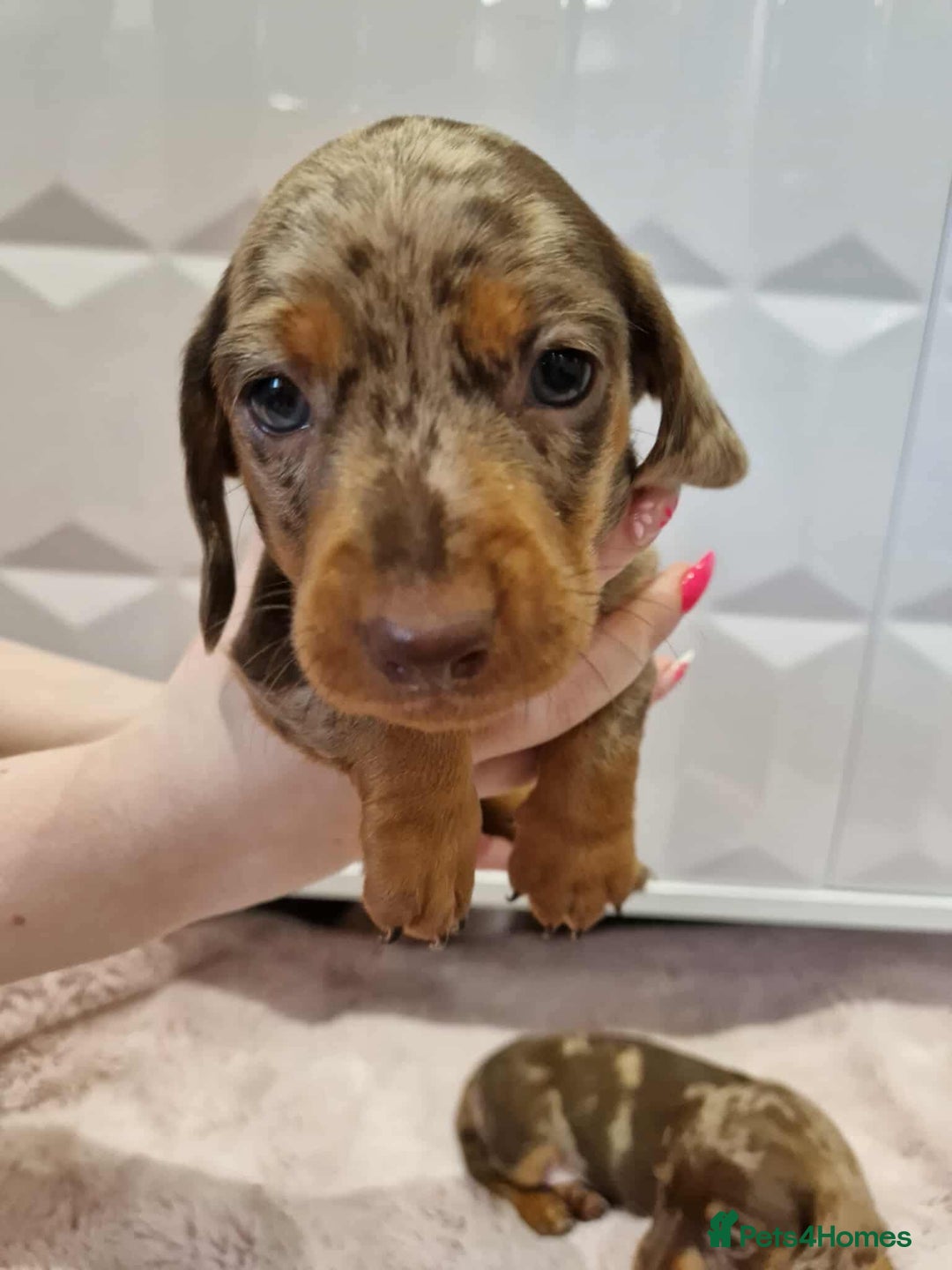 Miniature Dachshund dogs for sale: Only 4 left! Adorable Mini Dachshund Puppies 🐾🐶 - Image 10