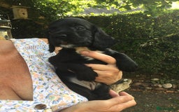 Cocker Spaniel dogs for sale: Working Cocker Spaniel Pups - Image 9