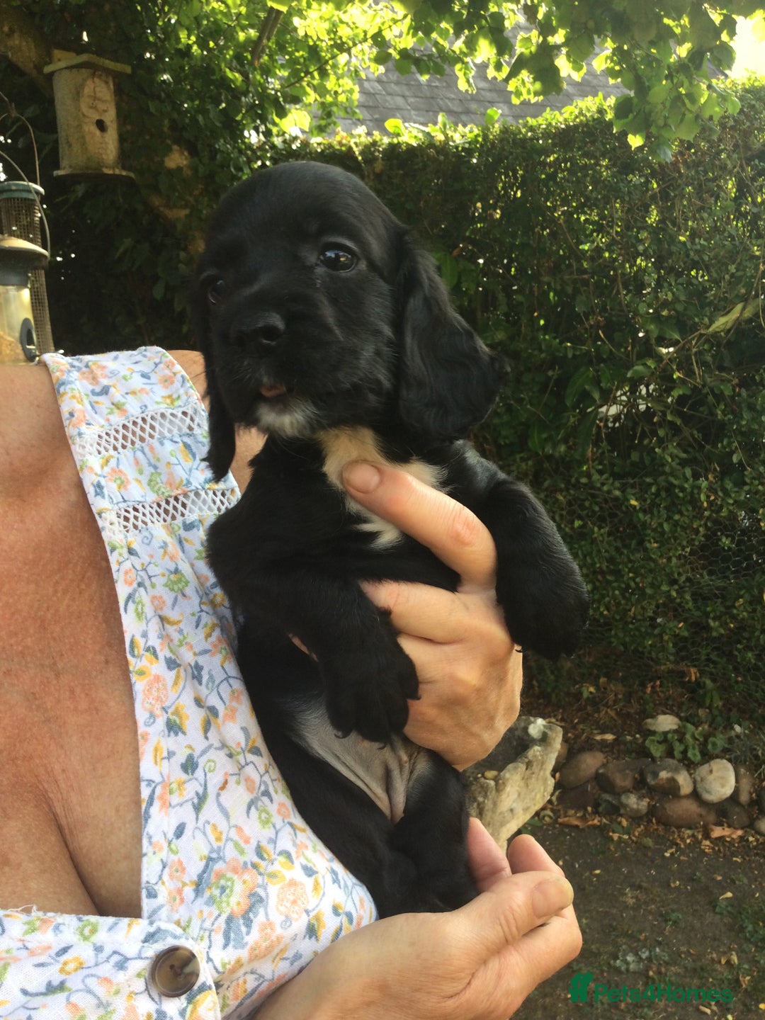 Cocker Spaniel dogs for sale: Working Cocker Spaniel Pups - Image 9