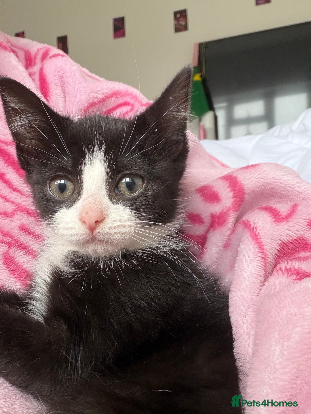 Mixed Breed cats for sale: Kittens  - Advert 11