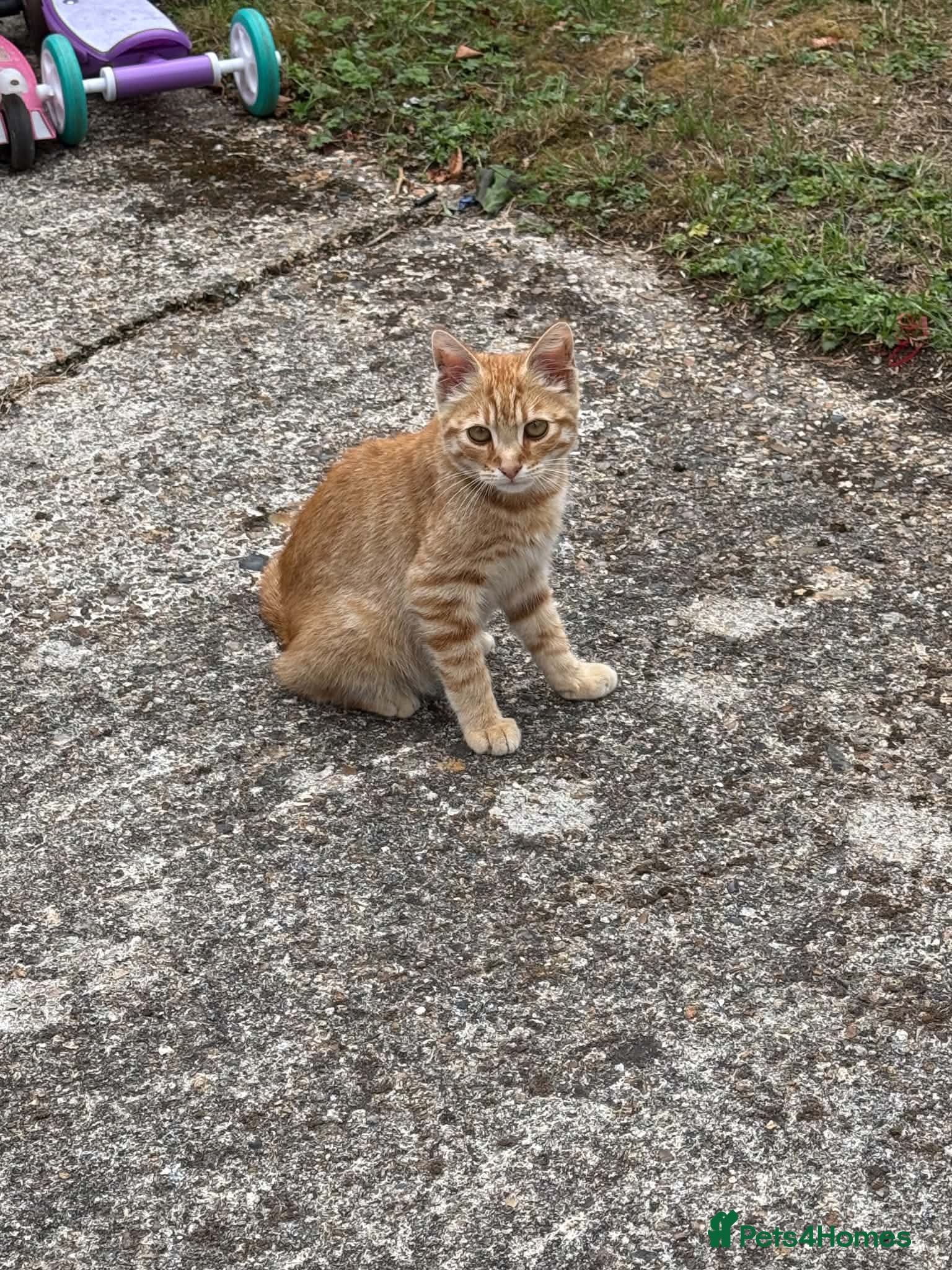 Mixed Breed cats Orange Cat  - Advert 1