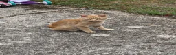 Mixed Breed cats for sale: Orange Cat  - Advert 1