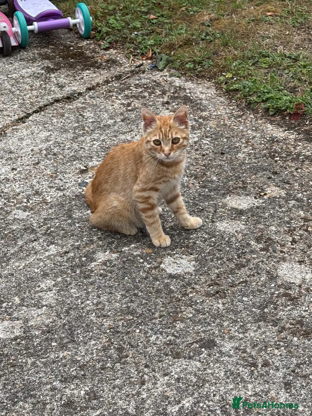 Mixed Breed cats for sale: Orange Cat  - Advert 1