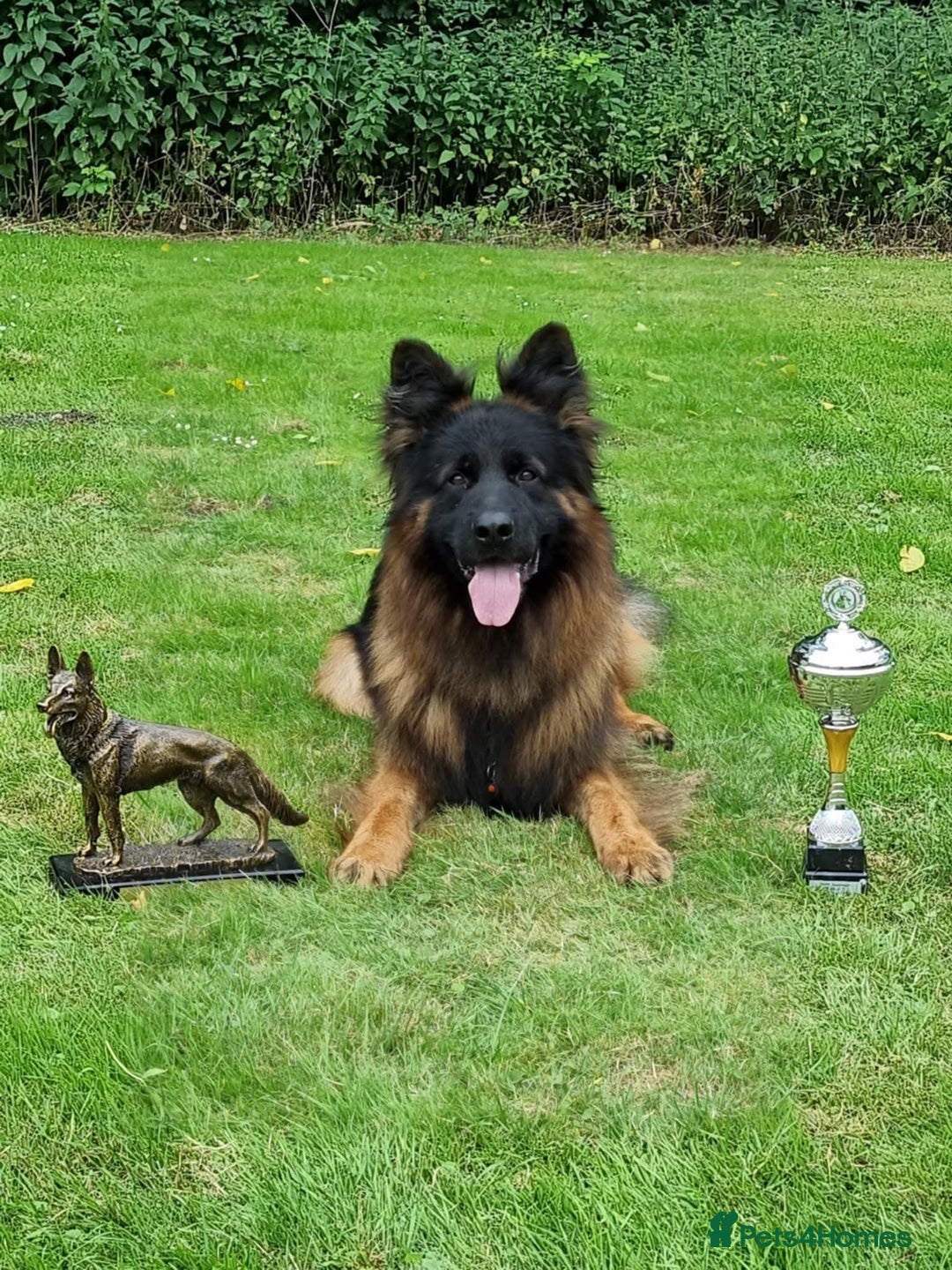 German Shepherd dogs for sale: TOP quality long coat puppies - Image 1