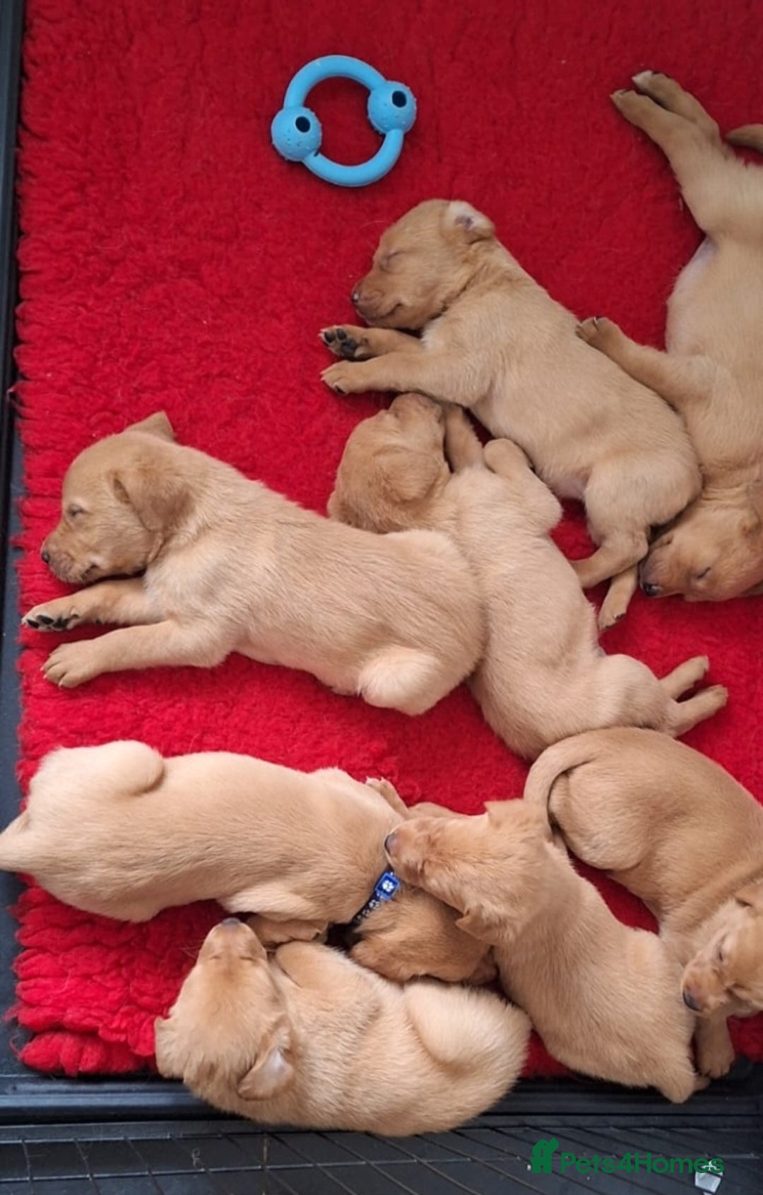 Labrador Retriever dogs for sale: Red fox labrador puppy's  - Image 13