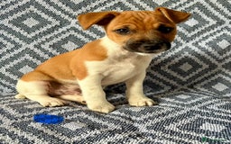 Mixed Breed dogs for sale: 💙 3 Beautiful Boys 💙 - Image 9