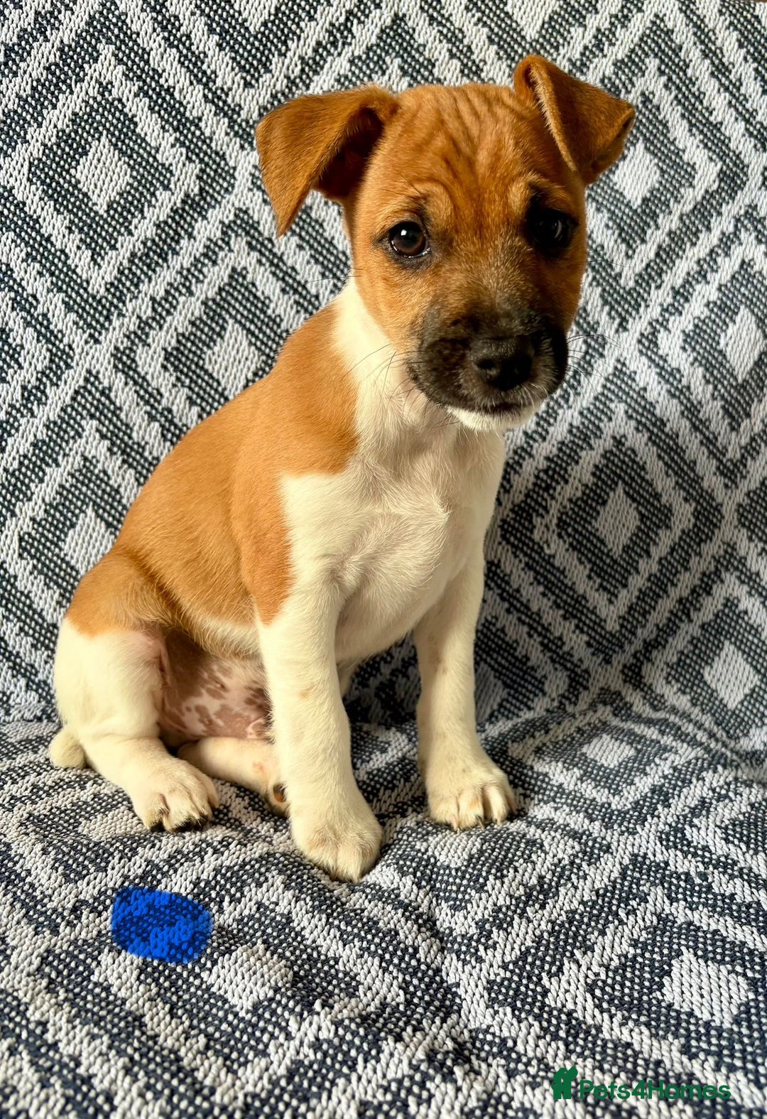 Mixed Breed dogs for sale: 💙 3 Beautiful Boys 💙 - Image 9