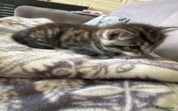 Bengal cats for sale: 4 beautiful part bengal kittens  - Image 8