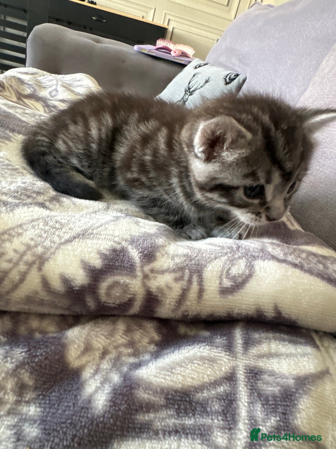 Bengal cats for sale: 4 beautiful part bengal kittens  - Image 8