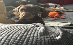 Miniature Dachshund dogs for sale: Stunning mini sausages!  - Image 13