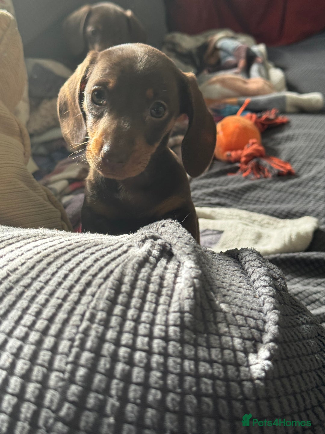 Miniature Dachshund dogs for sale: Stunning mini sausages!  - Image 13