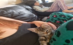 British Shorthair cats for sale: Beautiful little boy ready to go soon!  - Image 2